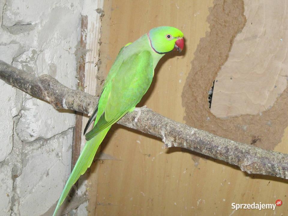 Aleksandretty Obrożne z 24 r różne kolory Luboń