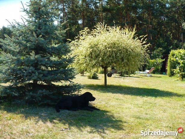 Krycie czarny labrador szuka suczki Łódź