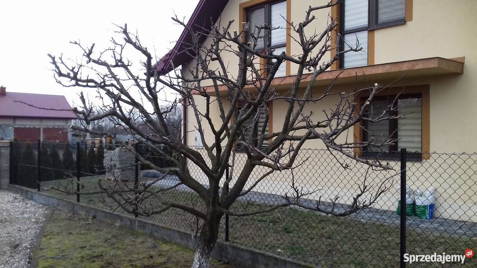 CIĘCIE DRZEW OWOCOWYCH Tarnów