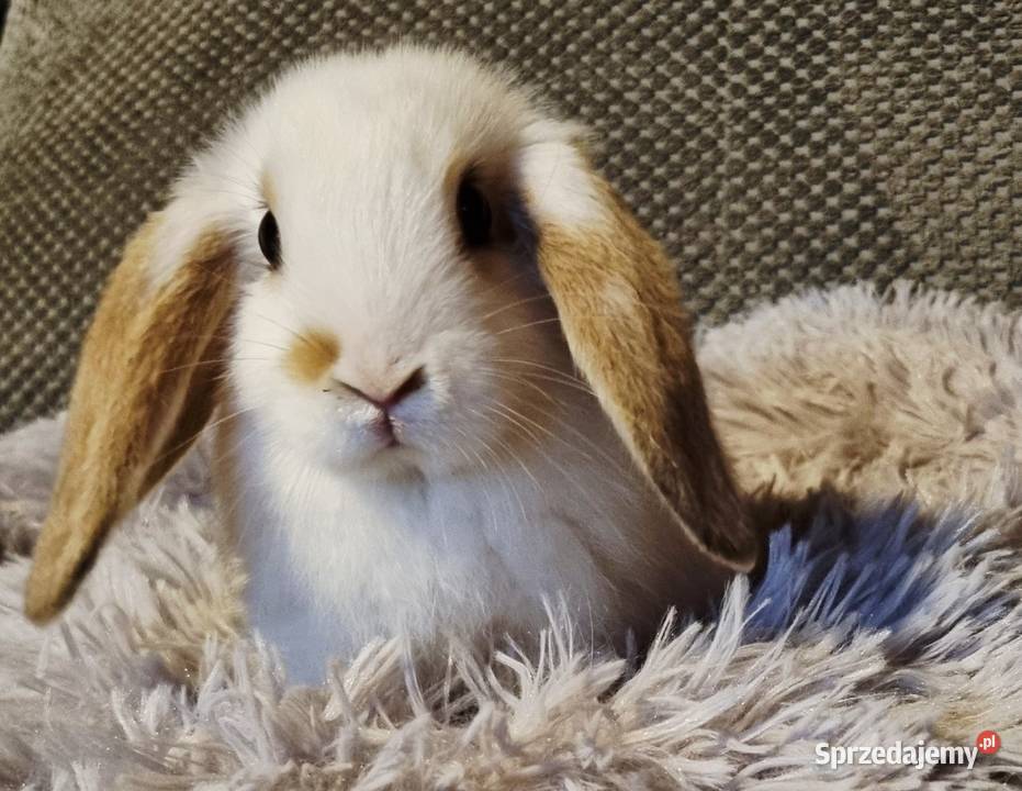 Królik baranek mini lop Pyrzowice