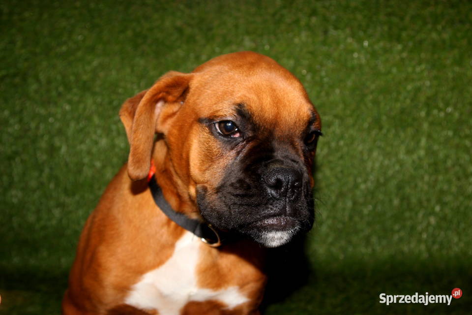 Piesek DIEGO Bokser z hodowli Family Bokser