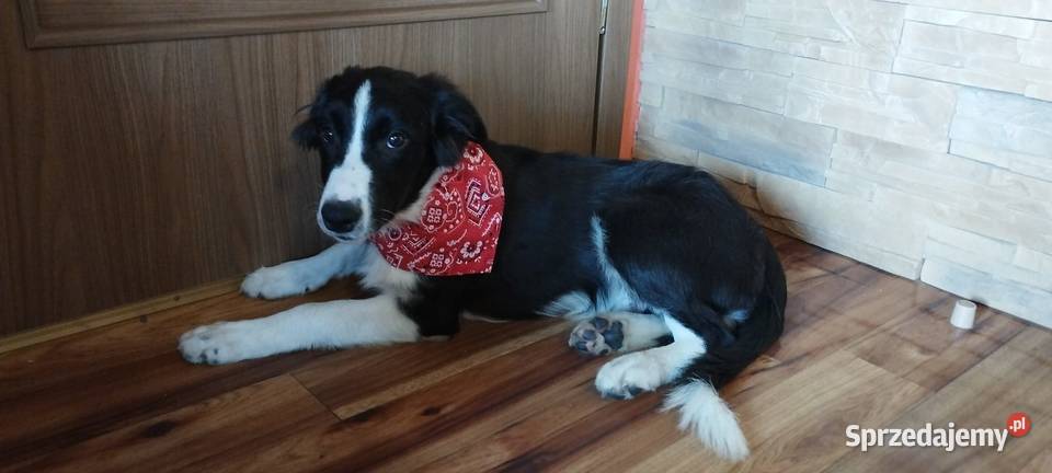 Border Collie szczeniak czarno- biały piesek
