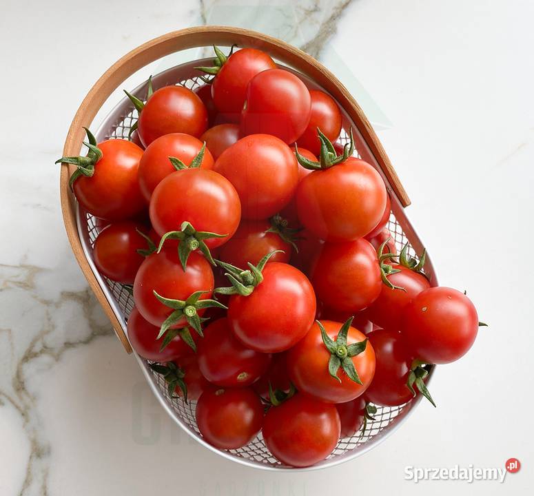 Sadzonki pomidorów koktajlowych TUDOR F1 rozsada sprzedam