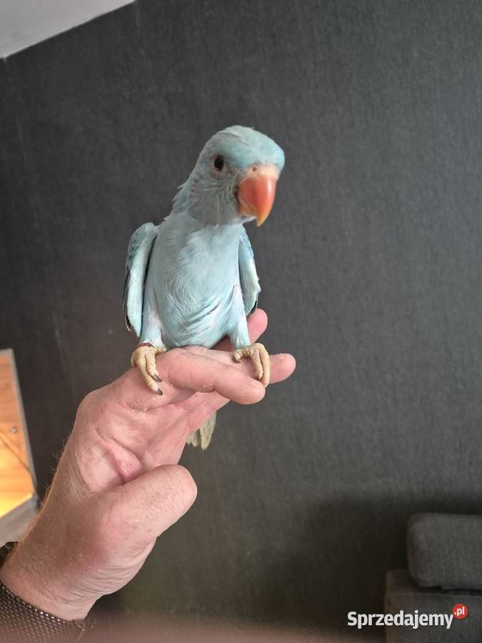 Aleksandretta Obrożna Ręcznie Karmiona