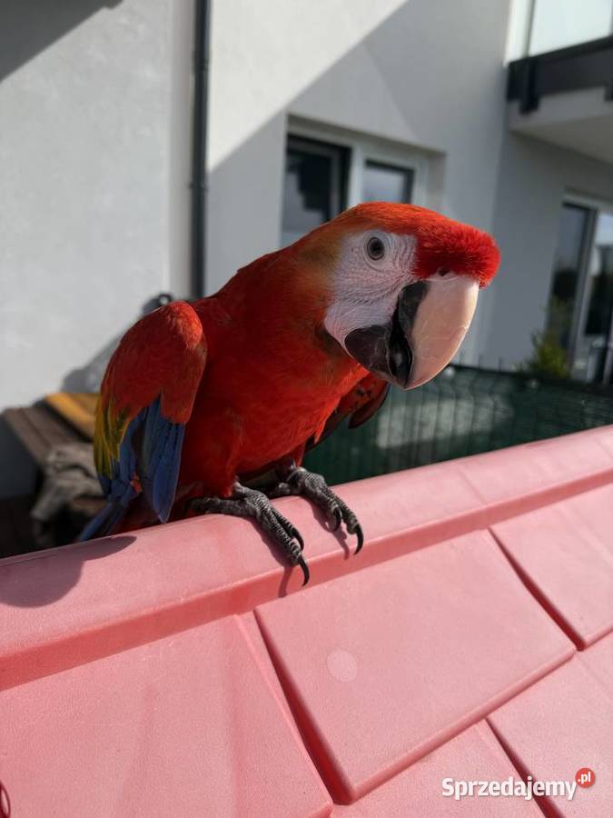 Ara macao samiec klatka Montana Ptaki Sulejówek