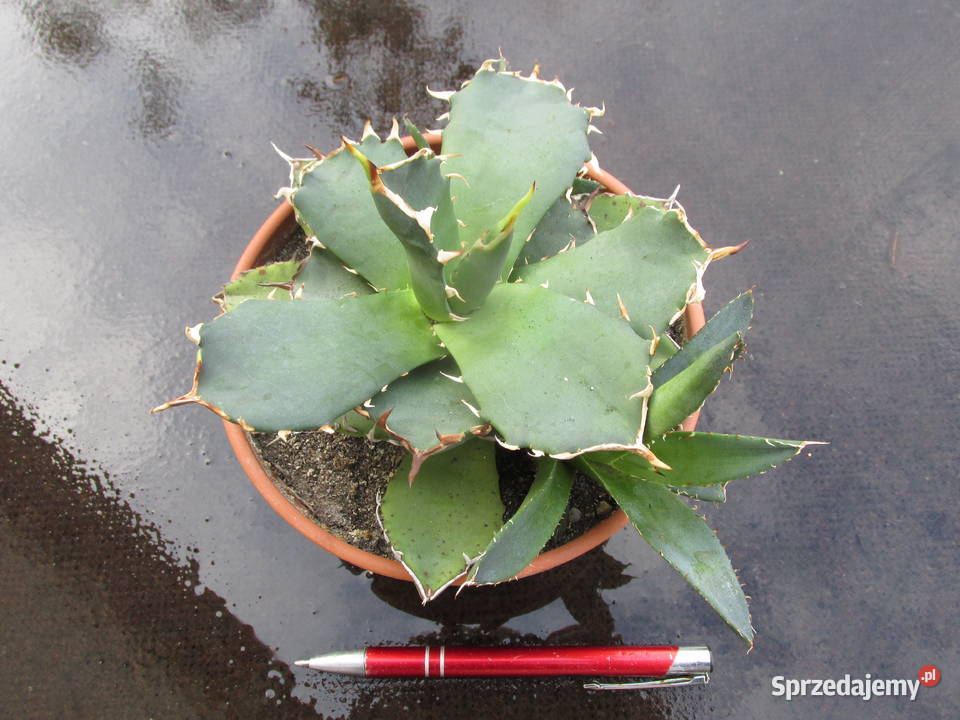 Agawa kolekcjonerska agave titanota klon 1 sprzedam