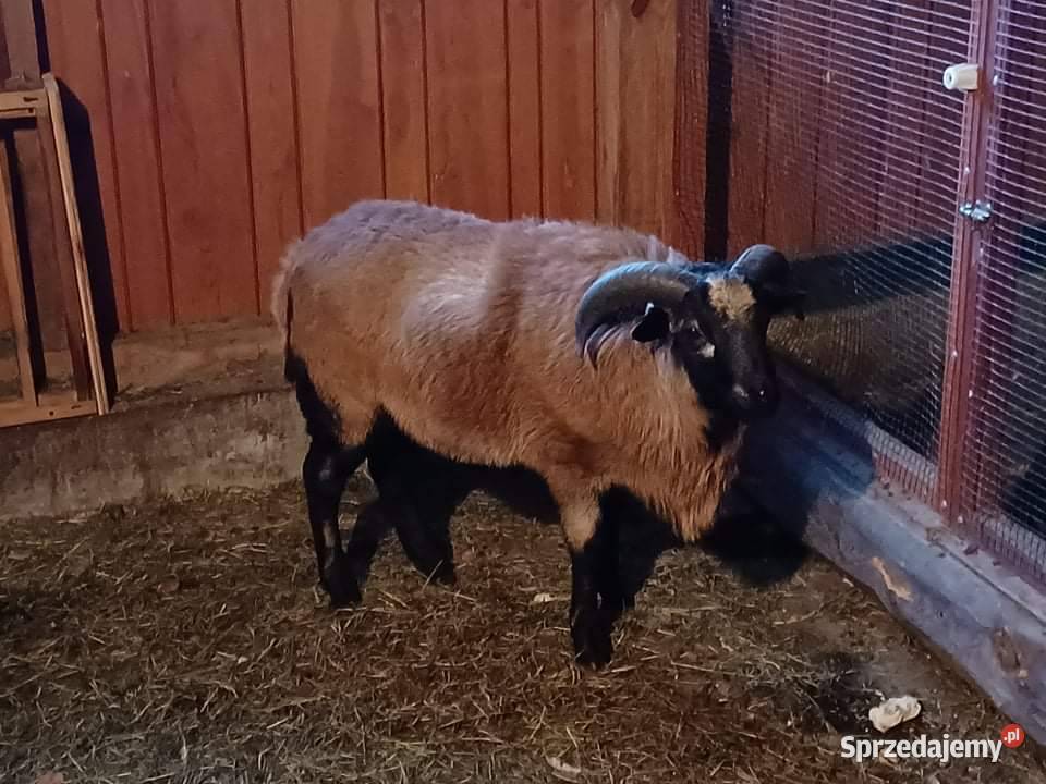 Baran Kameruński śląskie Romanów