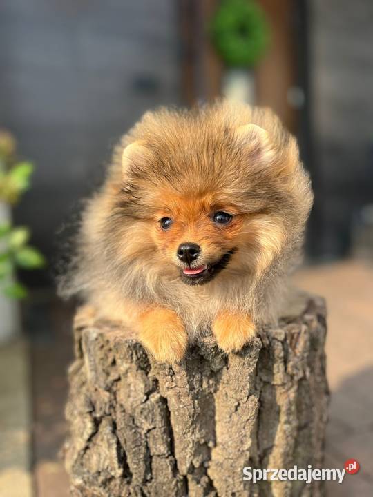 Pomeranian sprzedam