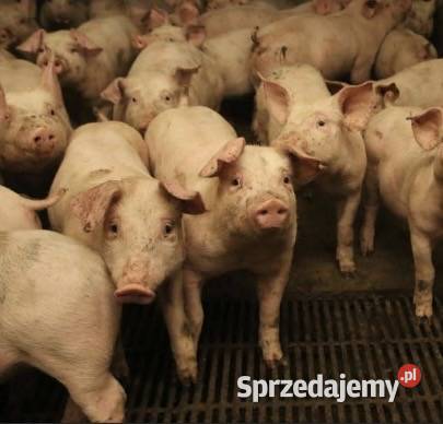 Sprzedam warchlaki 190zł 250szt Możliwość zakupu mniejszych ilości