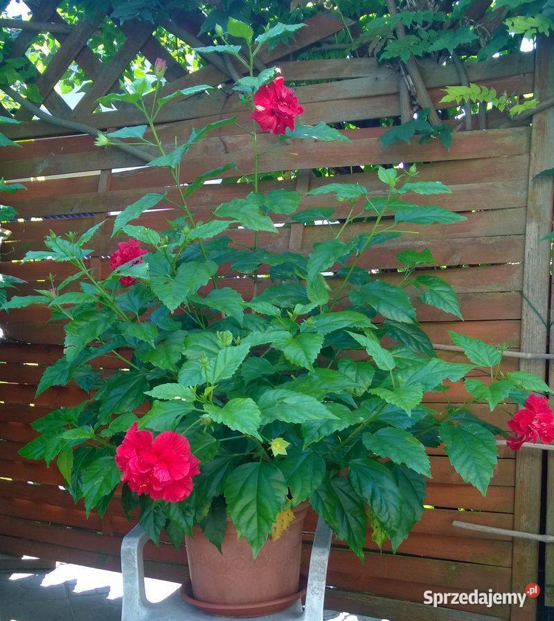 Róża chińska pełna czerwona hibiskus ketmia Ogród śląskie Pszczyna