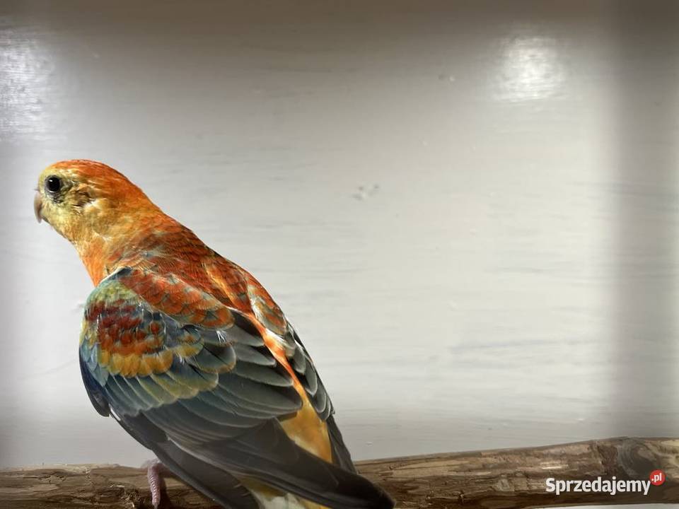 Papugi świergoty Łopoń