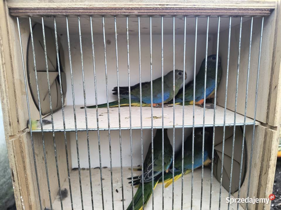 Łąkówka turkusowa wielkopolskie Prusim