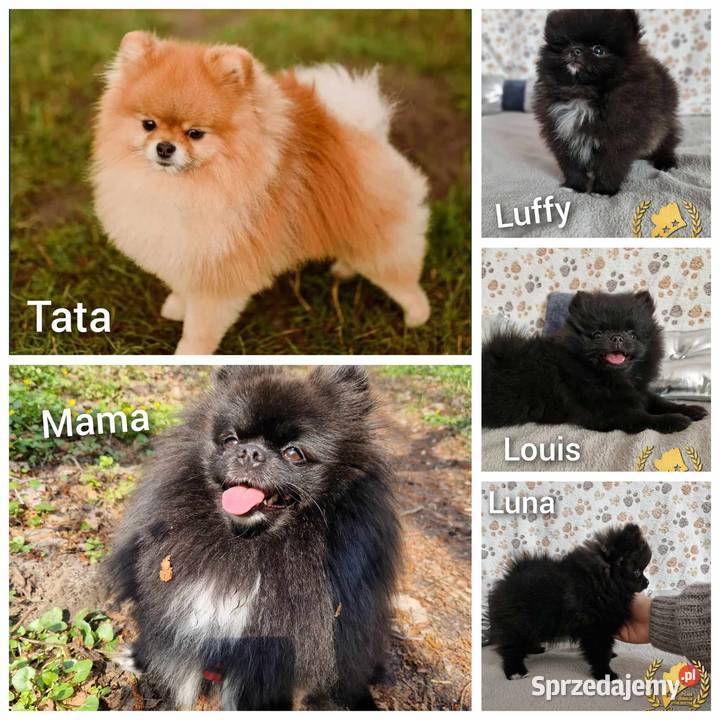 Pomeranian Szpic Miniaturowy Barcin
