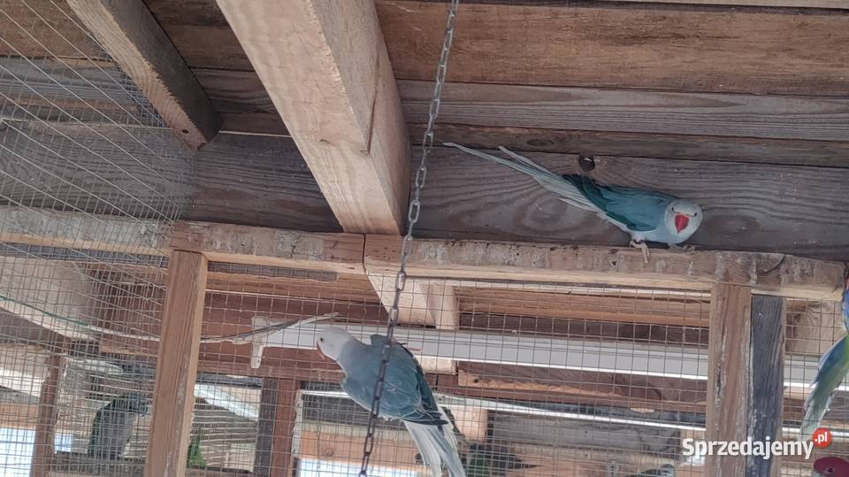 Papugi rozelle aleksandretty