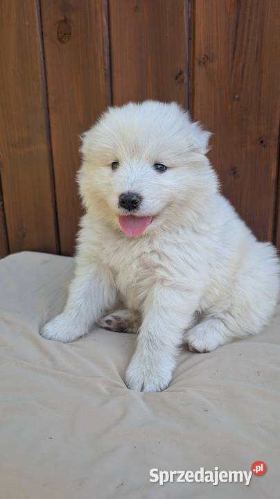 Samojed Samoyed Zapraszamy