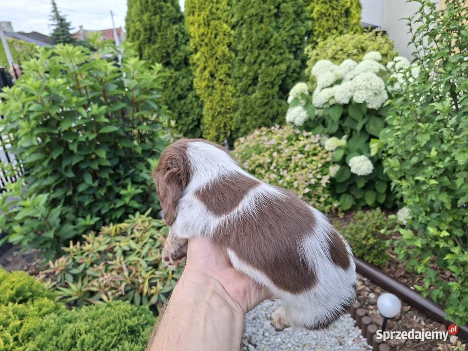 Jamnik długowłosy Piebald Brindle Choco Jamnik Żychlin