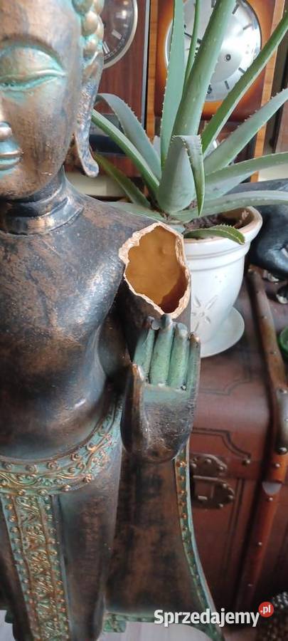 BUDDY najwyższa 118 najniższa 44 nie gips nie wielkopolskie Poznań sprzedam