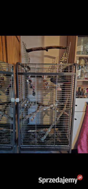 Duza klatka papug Ara zako Koszalin