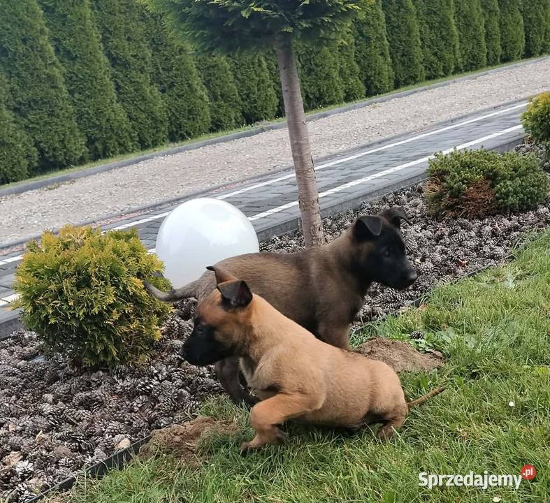Owczarek belgijski malinois Radgoszcz
