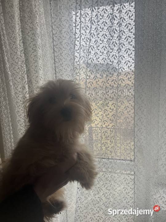 Suczka brązowa Starachowice