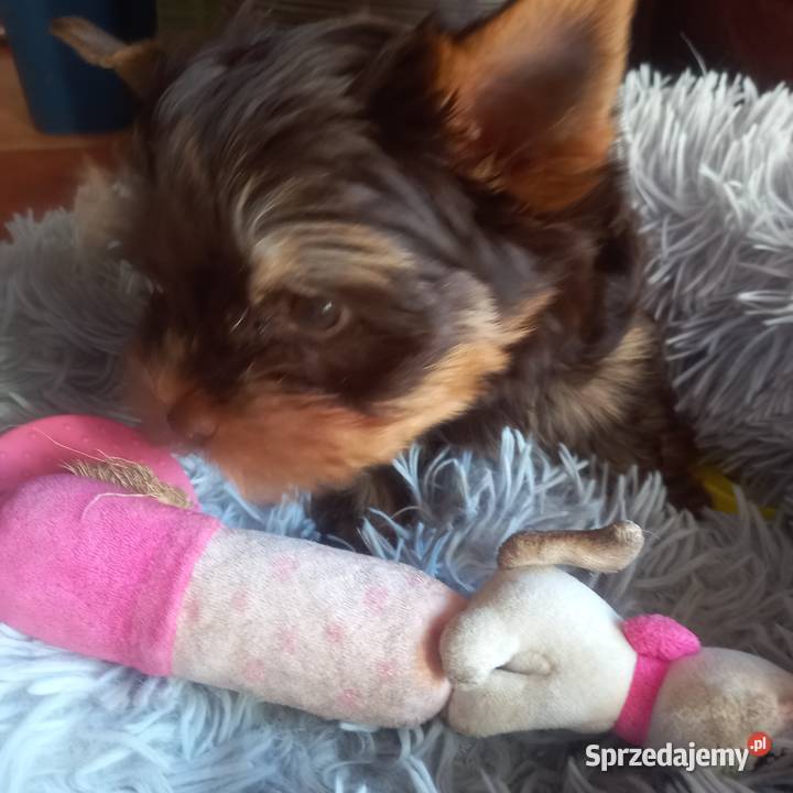 Piesek chocolate Yorkshire Terrier z rodowodem York Lublin