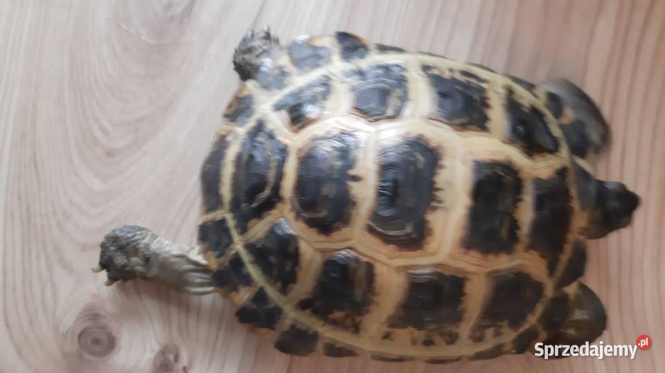 Żółw stepowy