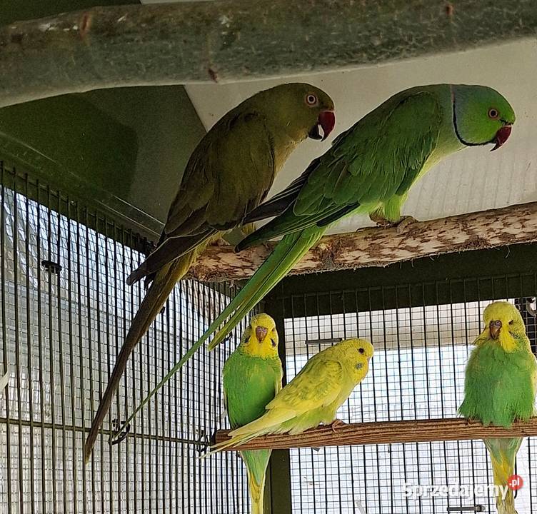 Aleksandretty obrożne para lęgowa Otyń