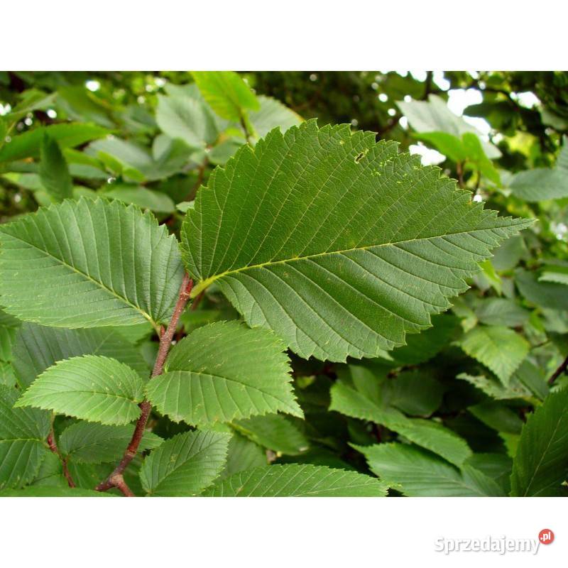 Wiąz szypułkowy sadzonki Jasło