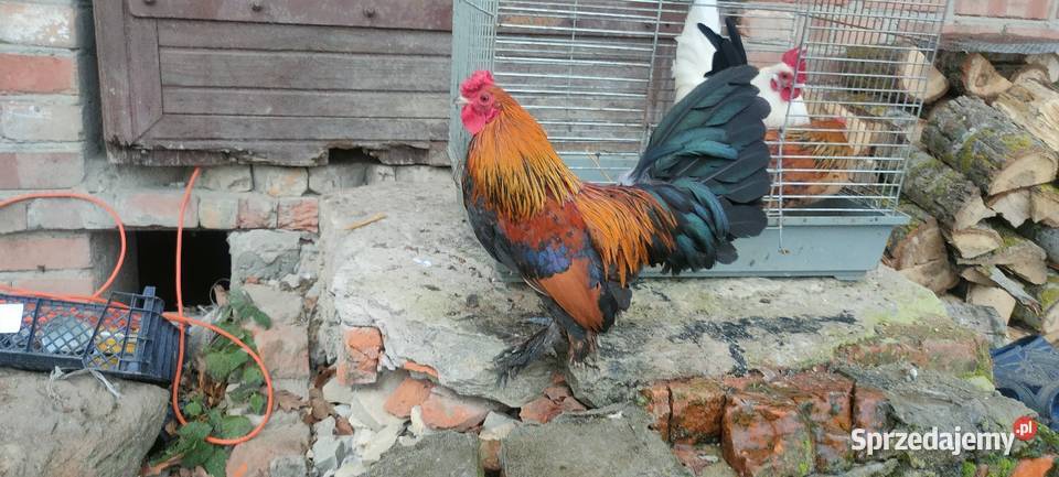 Kury karzełki liliputki Drób i ptactwo Tokarówka sprzedam