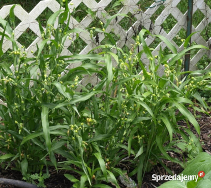 ŁZAWNICA OGRODOWA Oix lacrymajobi NASIONA 100g sprzedam
