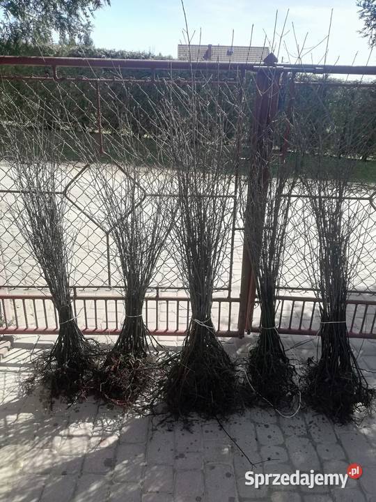 Kruszyna Pospolita sadzonki miododajne Jasło