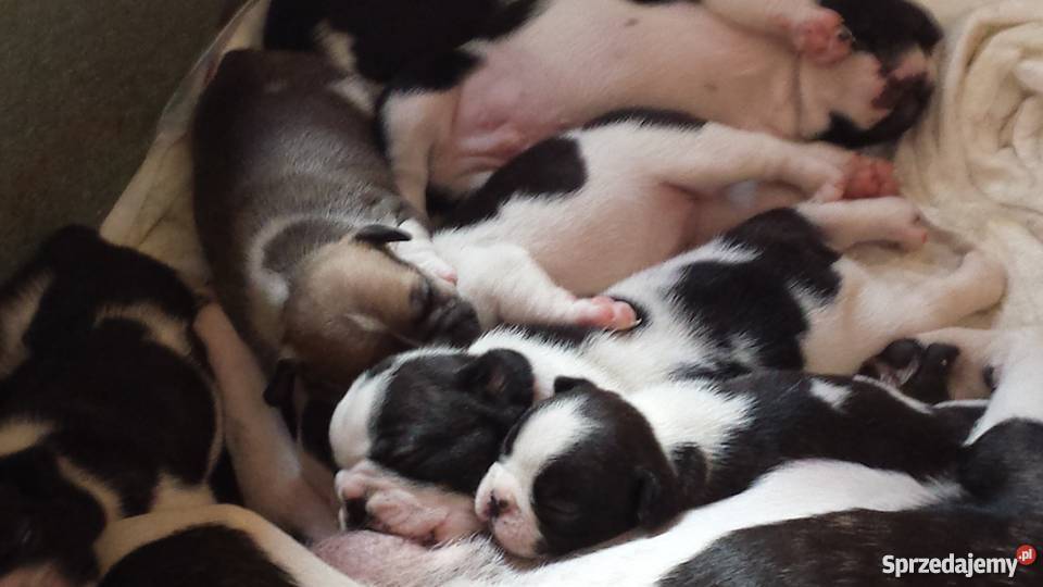 Buldog Francuski 6 tygodni śląskie Ruda Śląska