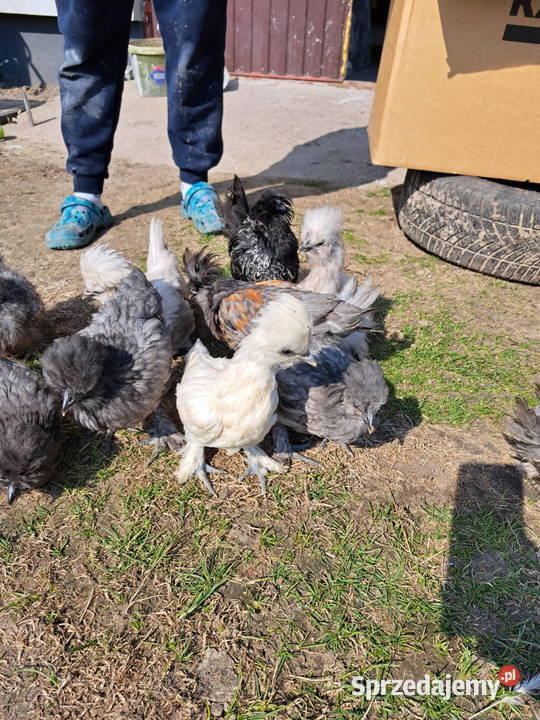 Sprzedam silki mazowieckie Pepłowo