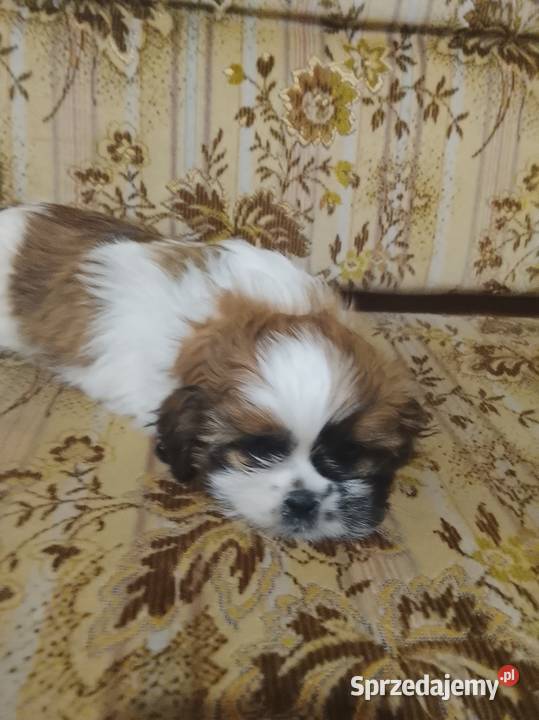 Shih tzu gotowe na nowy dom Bielany Wrocławskie