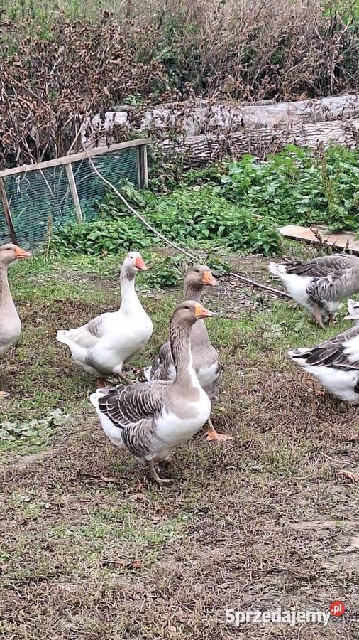 Gęsie gąska gęsiory różne lubelskie Tyszowce