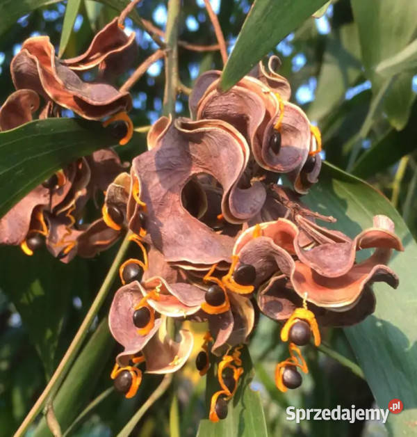 AKACJA AURICULIFORMIS  Acacia auriculiformis Nasiona kujawsko-pomorskie Lubanie