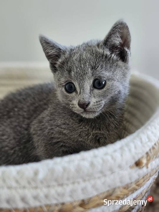 Kocurek Rosyjski Niebieski kujawsko-pomorskie sprzedam