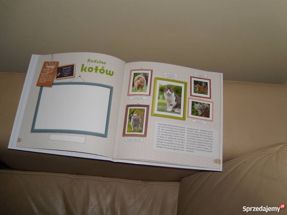 Claudia Toll Mój kotek mazowieckie