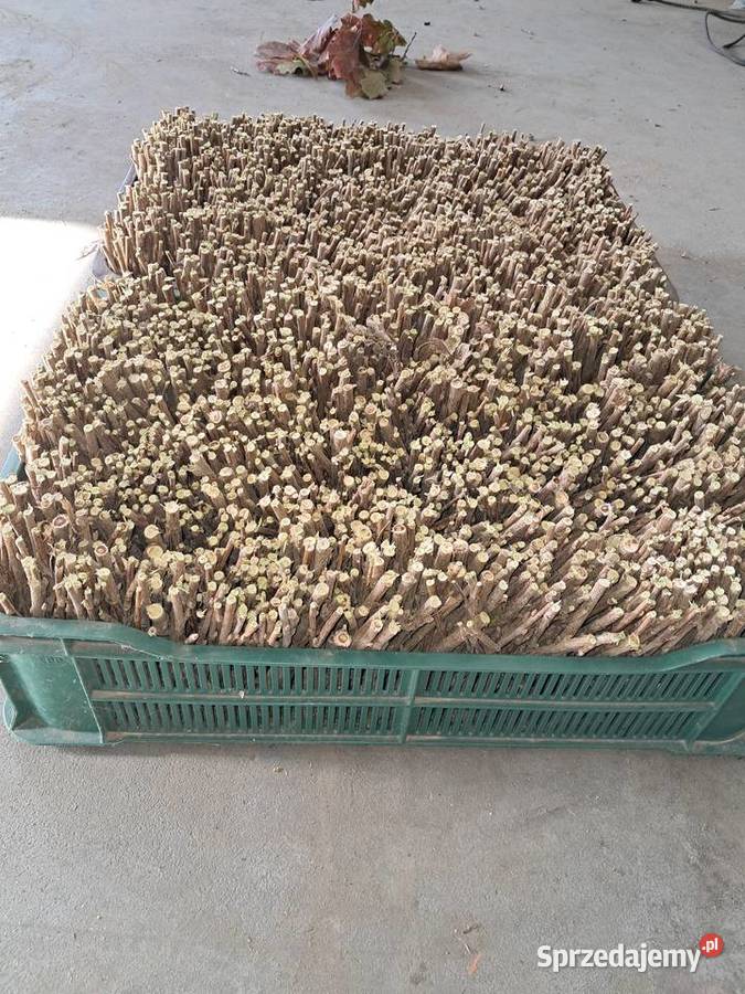 Sprzedam zrazy patyki tisel Puławy