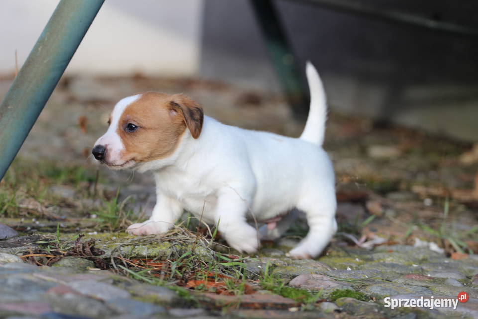 Piesek Jack Russell Terrier krótkowłosy