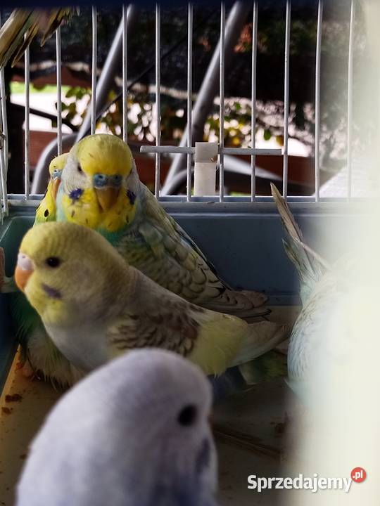 Sprzedam papugi faliste Mechlin