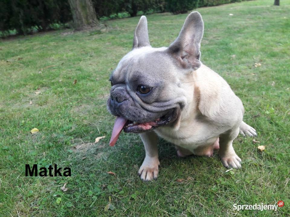Piękne szczenięta Buldogi francuskie Buldożki Buldog Namysłów sprzedam