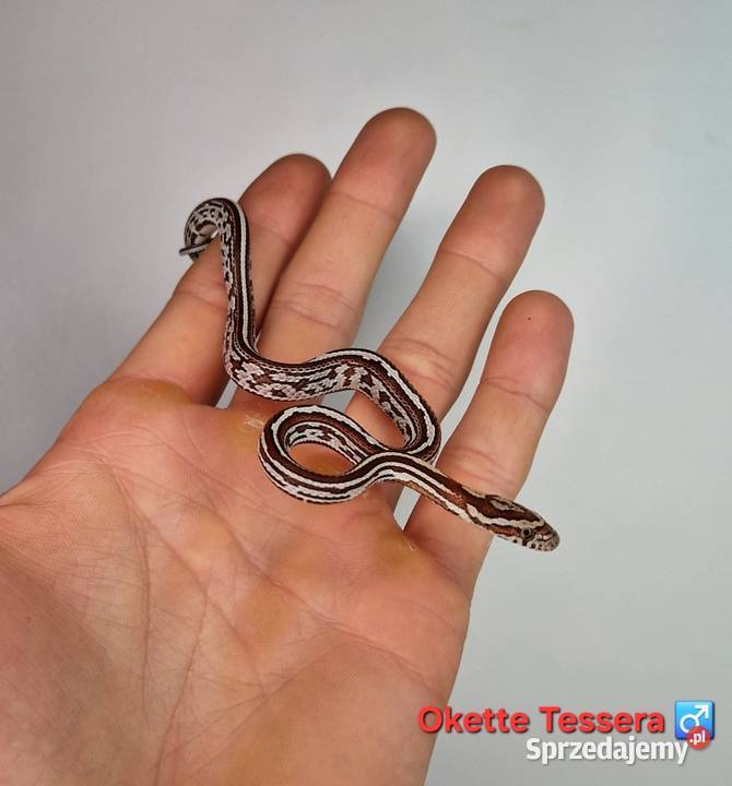 Węże zbożowe młode