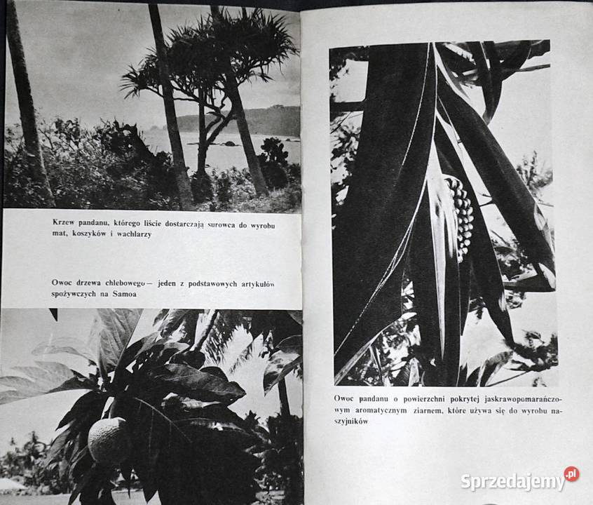 Archipelag żeglarzy Ewa Wolak Rok wydania 1971 Chełm sprzedam