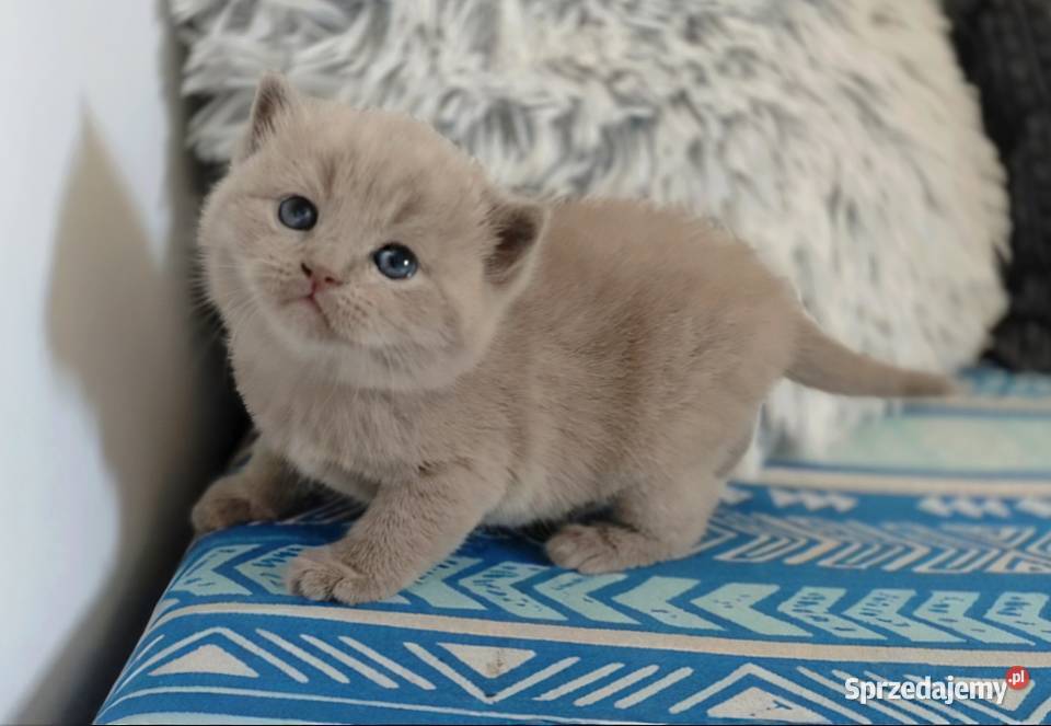 Kotki brytyjskie rodowód liliowy i blue Koty