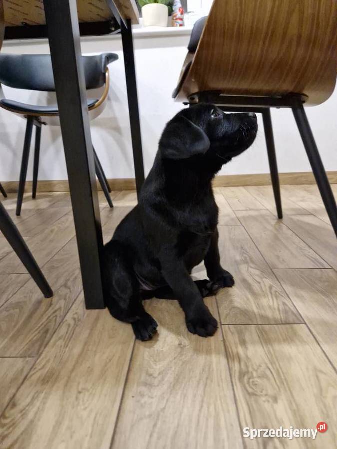 Labrador Retriever suczka gotowa do odbioru Gostyń