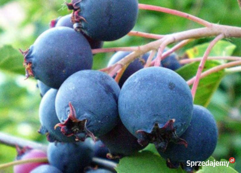 ŚWIDOŚLIWA OLCHOLISTNA Smoky sadzonki w Ustronie sprzedam