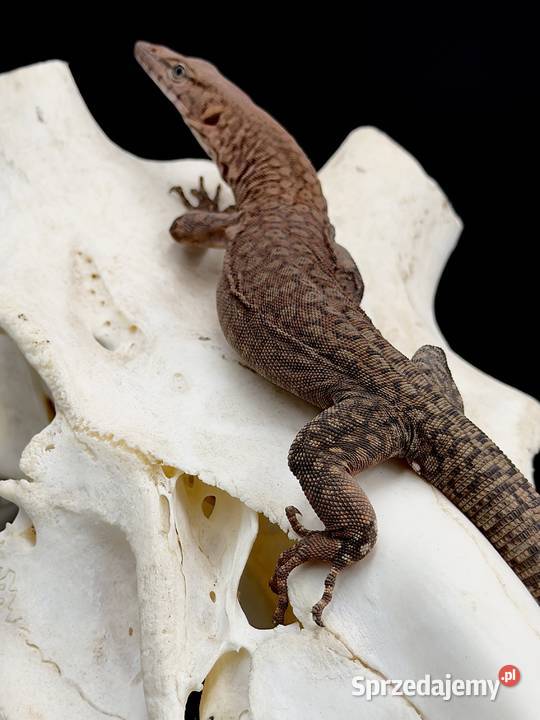 Varanus pilbarensis Sosnowiec sprzedam