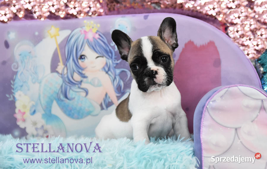 Buldog francuski szczenięta hod Stellanova FCI