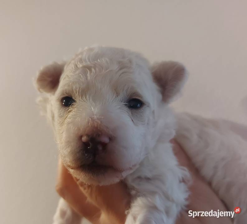Bichon frise Fci Toszek